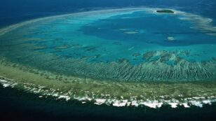 Scientists Discover ‘Most Diverse Coral Site’ on Great Barrier Reef