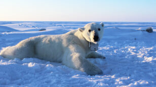 Polar Bears Could Be Struggling to Catch Enough Prey, Study Shows