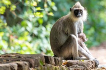 503 New Species Identified in 2020, Including Endangered Monkey