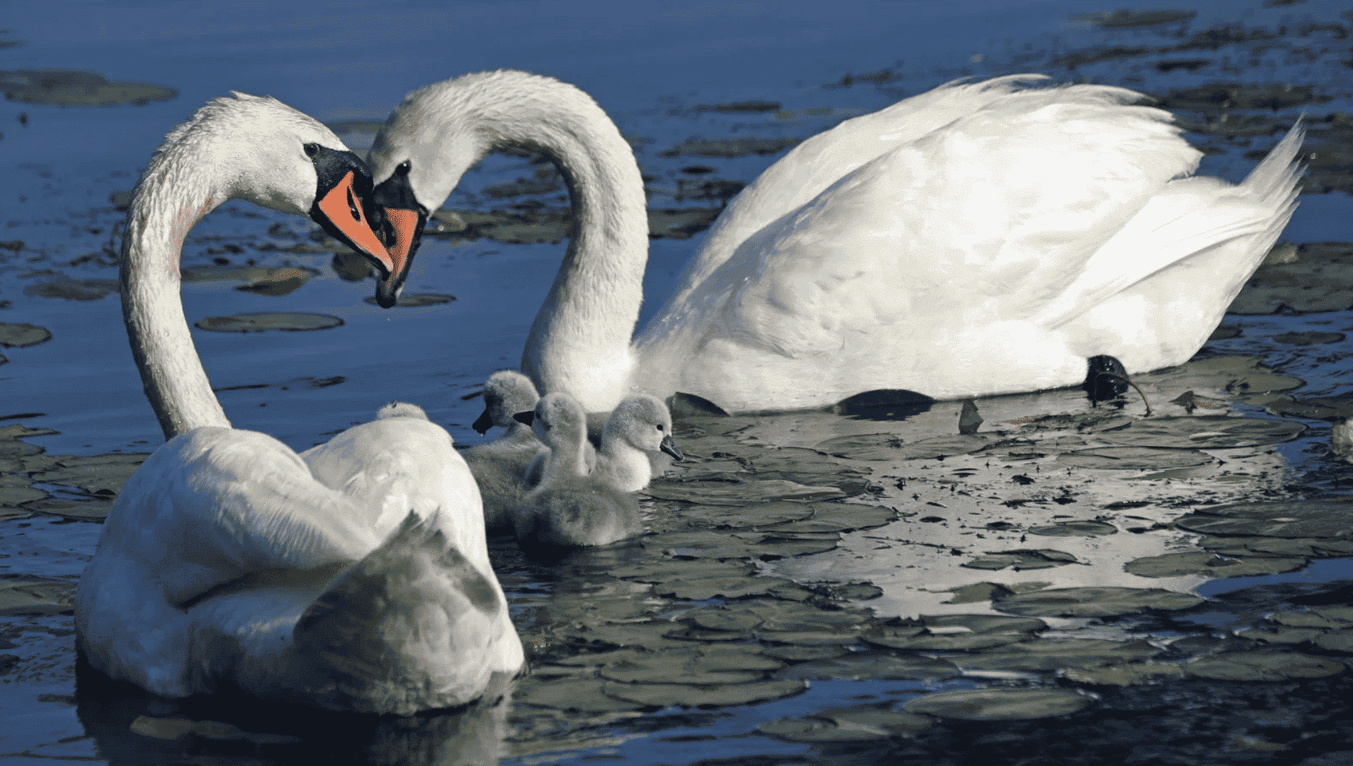 A pair of swans swims protectively around its chicks. 