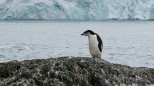 This Penguin Colony Has Fallen by 77% on Antarctic Islands