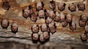 Speak Up for Bats — Even in the Pandemic
