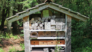How to Build a Native Bee Hotel