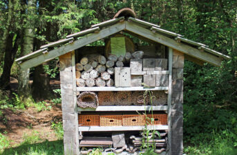 How to Build a Native Bee Hotel