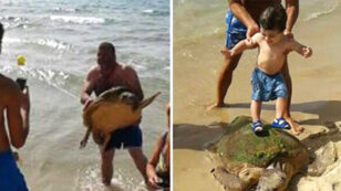 Endangered Sea Turtle Recovering After Being Trampled, Beaten by Selfie-Taking Tourists