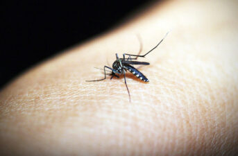 New Research Shows Malaria Can Spread In Cooler Climates