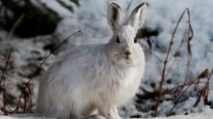 Toxic Leftovers From Giant Mine Found in Snowshoe Hares