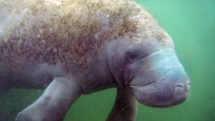 Water Pumped Into Tampa Bay Could Cause a Massive Algae Bloom, Affecting Manatees and Fish