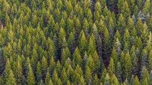 Are Forests Carbon Sinks or Carbon Sources?