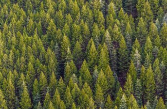 Are Forests Carbon Sinks or Carbon Sources?