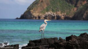 DiCaprio, Conservationists Launch $43M Plan to Restore Galápagos Islands
