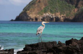 DiCaprio, Conservationists Launch $43M Plan to Restore Galápagos Islands