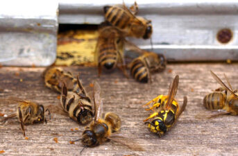 Honey Bees Attracted to Glyphosate and a Common Fungicide