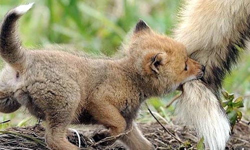 Love Wildlife? Check Out These 11 Stunning Photos From Yellowstone National  Park - EcoWatch
