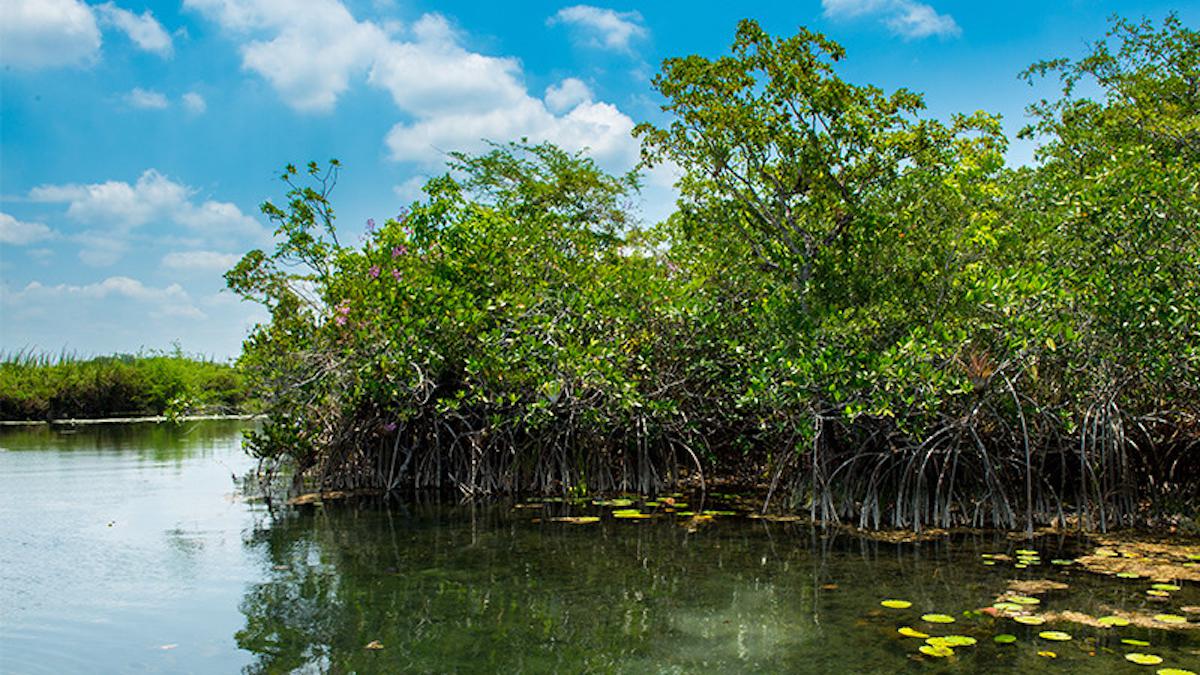 Mysterious Mangrove Forest Can Teach Us About Past and Future Sea Level Rise