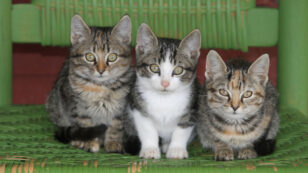 USDA to Stop Killing Kittens for Research