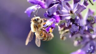 15 Organizations and Initiatives Helping to Save the Bees