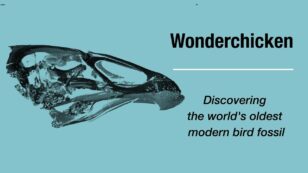 Newly Discovered Wonderchicken Is the Oldest Known Ancestor of Chickens and Ducks