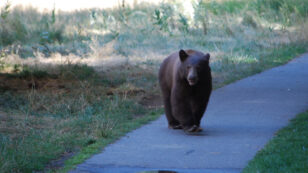 Wild Bears ‘Having a Party’ in Coronavirus-Closed Yosemite National Park