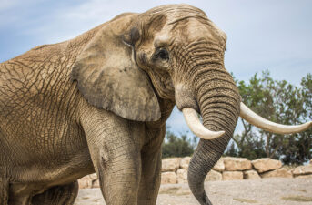 Hong Kong Bans Ivory Sales, UK Considers Similar Move