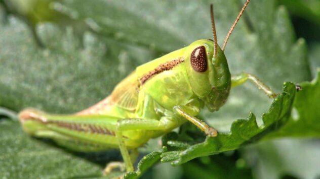 Grasshopper Plague Is Latest Sign of Climate Crisis in U.S. West