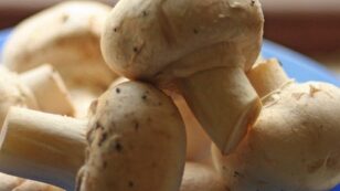 GMO Mushroom Sidesteps USDA Regulations