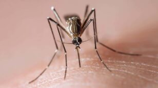 Mosquito Population Surge Linked to Climate Change