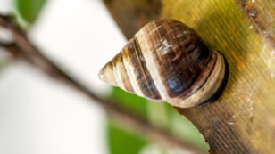 ‘George’ the Snail Marks First Documented Species Extinction of 2019