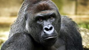 World’s Largest Gorilla Declared Critically Endangered