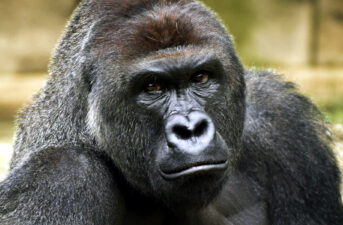 World’s Largest Gorilla Declared Critically Endangered