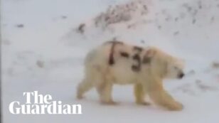 Spray-Painted Polar Bear Shocks and Worries Wildlife Experts
