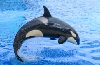 Why Are Orcas Ramming Boats in Spain?
