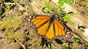 Eastern Monarch Butterflies at Risk of Extinction