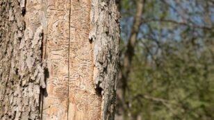 Invasive Emerald Ash Borers Destroy Millions of Trees — Scientists Seek to Control Them With Parasitic Wasps