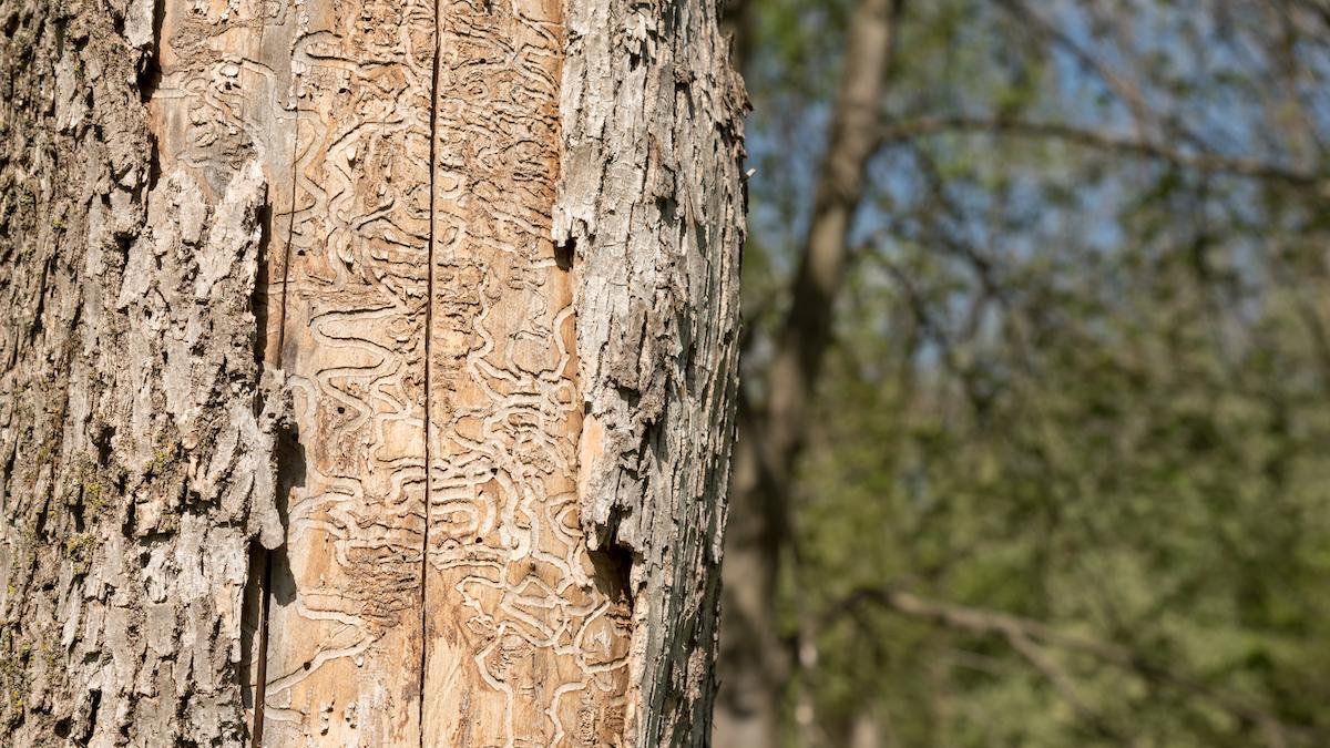 A tree trunk killed by emerald ash borers.