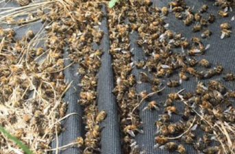 Millions of Honeybees Killed in Attempt to Prevent Zika
