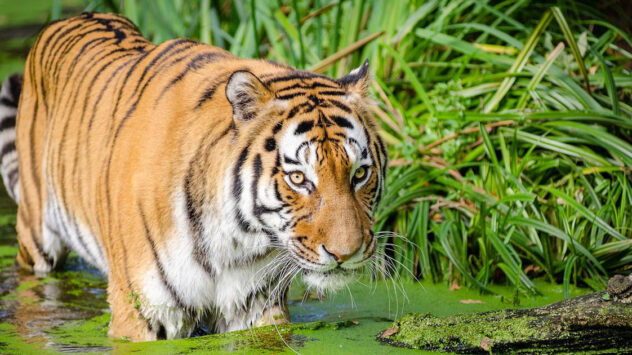 After a Half-Century, Tigers May Return to Kazakhstan