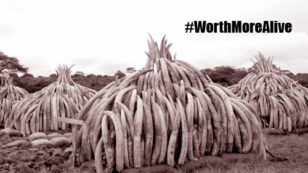 Kenya to Burn Biggest Ever Stockpile of Illegal Ivory