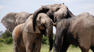 Can We Protect Elephants by Eavesdropping on Their Underground Messages?