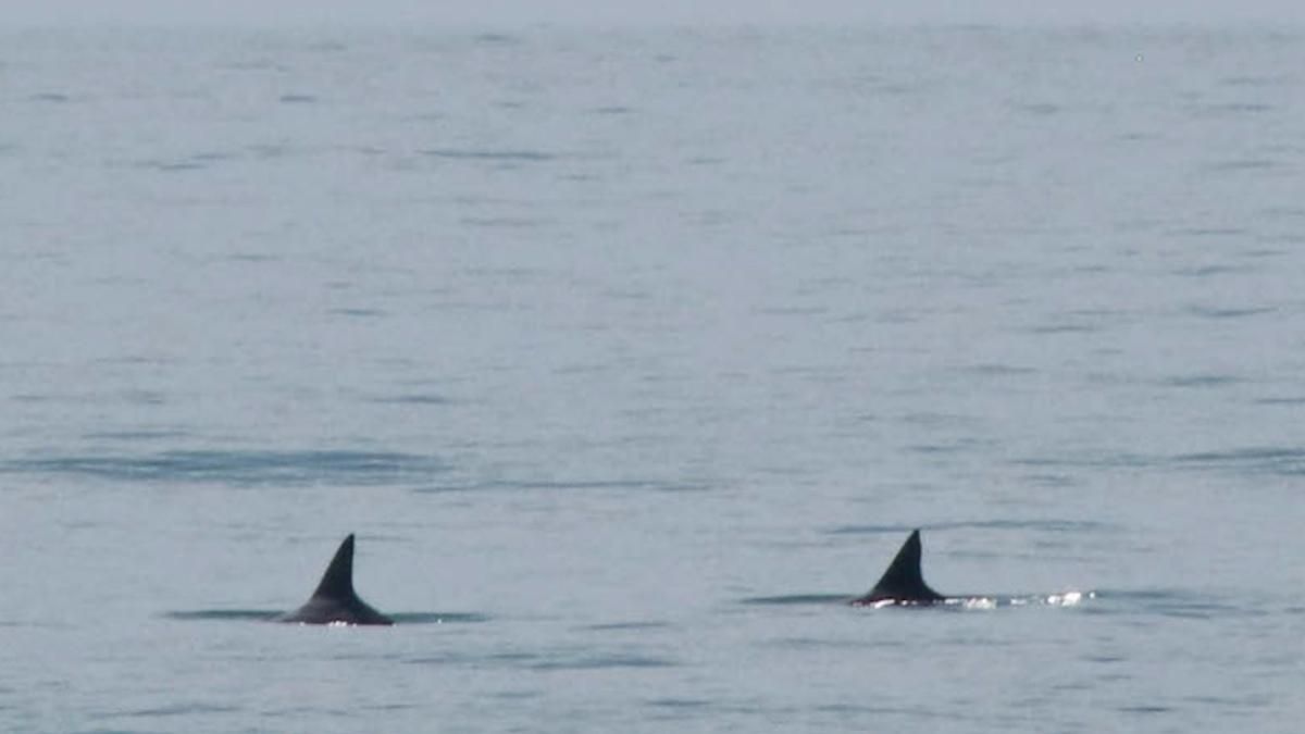 Two vaquitas in the Sea of Cortez. 