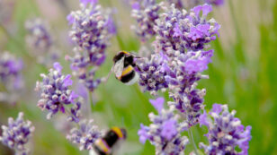 Minnesota Will Pay Residents to Create Bee Friendly Lawns