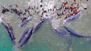 Rescuers Race to Save Stranded Whales in Indonesia