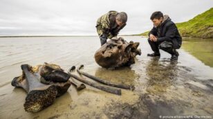 Reindeer Herders Find Well-Preserved Mammoth Bones in Siberian Lake