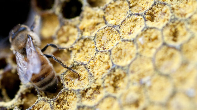 75% of World’s Honey Laced With Pesticides