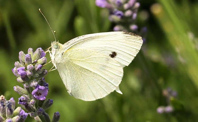 White Butterflies, species, facts, comparisons and photographs