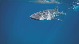 2 in 5 Shark Species Threatened With Extinction, Says IUCN