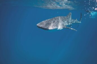 2 in 5 Shark Species Threatened With Extinction, Says IUCN
