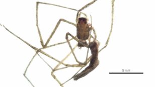Ogre-Faced Spiders Can Hear With Their Legs, Study Finds