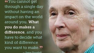 Jane Goodall: Power of Corporations Is Destroying World’s Rainforests