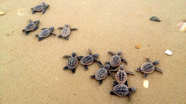 Sea Turtles Have Record-Breaking Nesting Season on 35-Mile Stretch of Florida’s Gulf Coast